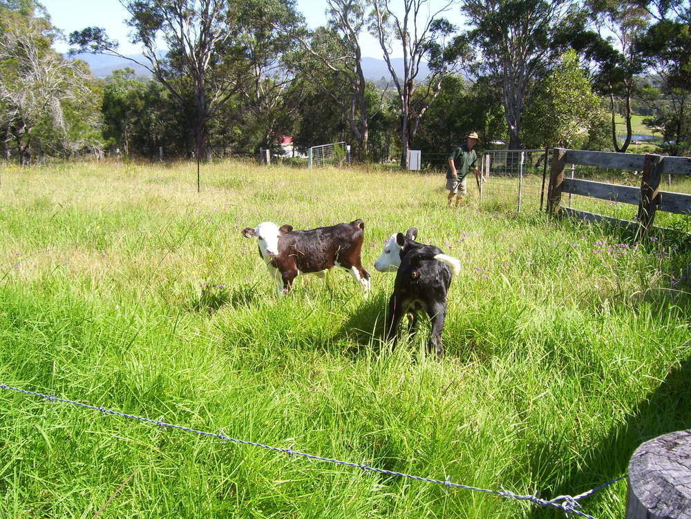 Bryn Glas Farm Stay Moruya Kültér fotó