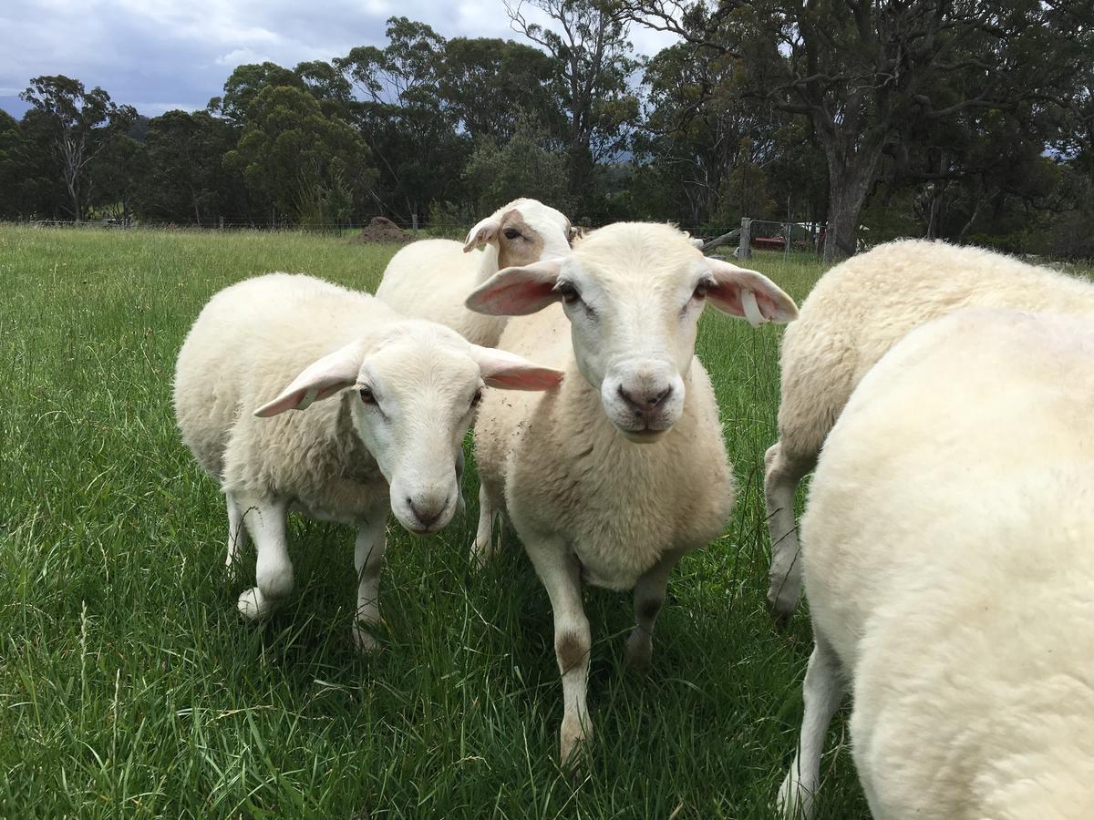 Bryn Glas Farm Stay Moruya Kültér fotó